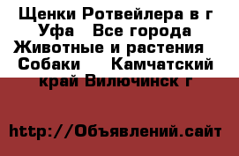 Щенки Ротвейлера в г.Уфа - Все города Животные и растения » Собаки   . Камчатский край,Вилючинск г.